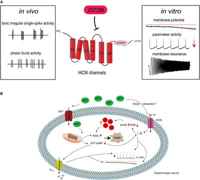 Hyperpolarization-Activated Cyclic Nucleotide-Gated Channels: An Emerging Role in Neurodegenerative Diseases